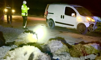Kuzey Çevreyolu Bağlantısında Korkunç Manzara: 12 Koyun Telef Oldu