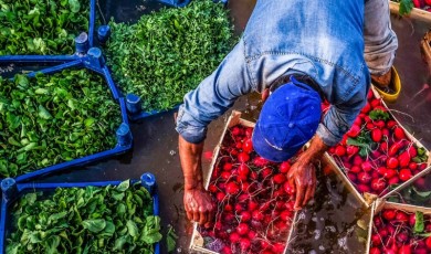 Tarım Bakanlığı’ndan Zirai İlaçta Yeni Dönem: B-Reçete Sistemi Başlıyor