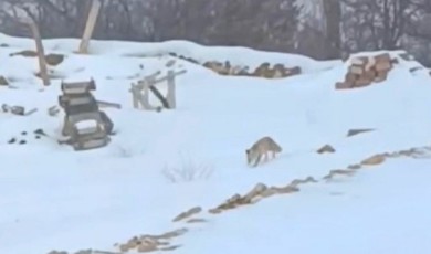 Hacolar Mahallesinde Dondurucu Soğuklar Yaban Hayvanlarını Vurdu