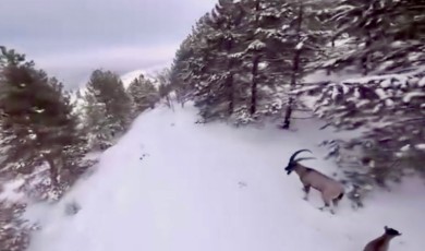 Koruma Altındaki Dağ Keçileri Karlar İçinde Drone İle Görüntülendi