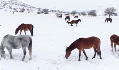 Kar Esaretindeki Yılkı Atları İçin Ekipler Seferber Oldu
