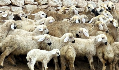 Malatya Meralarında Kuzu Sesleri Yükselmeye Başladı