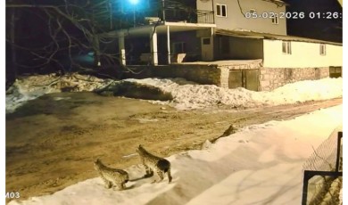 Malatya'da Nesli Tehlike Altındaki Üç Vaşak Birden Görüntülendi