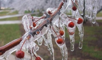 Malatya'da Zirai Don Kapıda mı? Çiftçi Kar Yağışını Endişeyle İzliyor! Kar Yağışı Sonrası Zirai Don Riski Ve Korunma Yolları