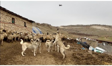Drone Operatörü Kangal Köpeklerinin Koruma Kalkanını Aşmayı Başaramadı