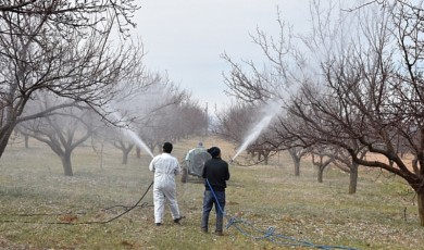 Kayısı Üreticisine Kritik İlaçlama Uyarısı Geldi: Yanlış Mücadele Yüzde 60 Verim Kaybına Yol Açıyor