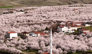 Malatya Kayısısında Don Değil Yağış Alarmı: Ziraat Mühendisleri Odasından Kritik Uyarı
