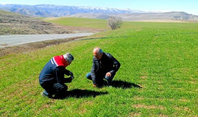 Malatya’da Buğday Tarlaları Mercek Altına Alındı! Ekipler Zararlılara Karşı Seferber Oldu