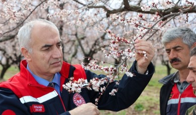 Malatya’da Korkutan Dolu Yağışı Sonrası Kayısı Bahçelerinde İnceleme Başlatıldı