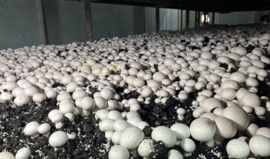 Akçadağ'ın Yeni Markası Göbelex: Izgaralık Mantar Üretimiyle Kapasite Artıyor