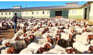 Bakan Yumaklı Duyurdu: Üreticiye 12 Ay Boyunca Yem ve Bakım Desteği Verilecek