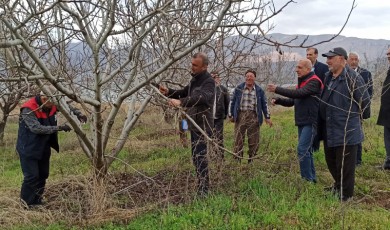 Kale İlçesinde Meyve Üreticisine Profesyonel Budama Dersi Verildi