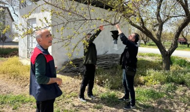 Malatya Kayısısı İçin Alarm Verildi: Kahverengi Kokarcaya Karşı Tuzaklar Kuruldu
