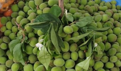 Mersin'den Gelen Çağla Tezgahlara İndi! Fiyatı Dudak Uçuklatıyor
