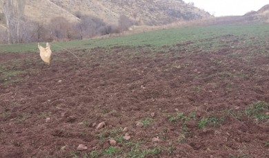 Pütürge’de Yaban Domuzu İstilası Çiftçinin Emeğini Bir Gecede Yok Ediyor