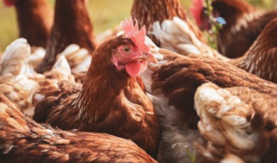Ticaret Bakanlığı Mısır İthalatında Gümrük Vergisini Düşürdü