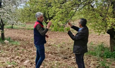 Üreticinin Gözü Kulağı Sahada: Tarım Müdürlüğü Ekipleri Ürün Bazlı İnceleme Başlattı