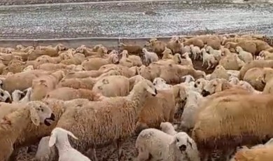 Yarımca Mahallesinde Çeyrek Asırlık Mücadele: Servet Gündoğan Zorlu Kış Şartlarına Rağmen Üretimden Vazgeçmiyor