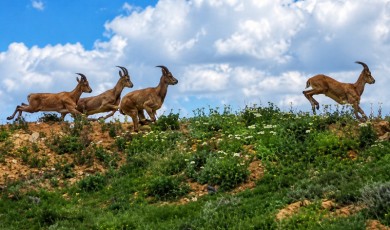 Darende’de Gece Kurt Sürüsü Gündüz İse Yaban Keçileri Cep Telefonu Kamerasına Yansıdı