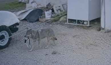 Darende’de Kurtlar Mahallelere İndi: Evcil Hayvanlar Tehlike Altında