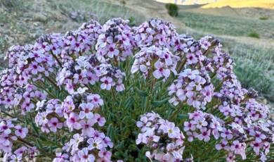 Darende'nin Gizli Doğa Hazinesi Flora Projesiyle Gün Yüzüne Çıkıyor