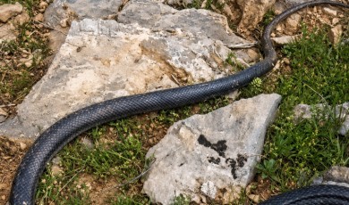 Erkenek Mahallesinde Görülen Kara Yılan Çiftçilere Panik Yaşattı