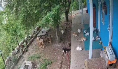 Sarsıntıyı Hisseden On Üç Kedi Aynı Anda Farklı Yönlere Kaçıştı