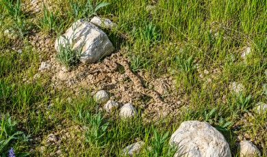 Taşlık Alanda Güneşlenen Zehirli Engerek Yılanı Kameralara Yansıdı