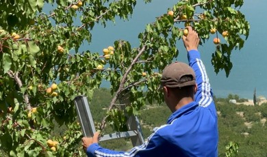 Dünya Pazarlarının Sabırsızlıkla Beklediği Malatya Kayısısında 2026 Yılı Hasat Sezonu Başladı