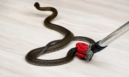 Gündüzbey'de Evde Çıkan Yılan Paniğe Neden Oldu