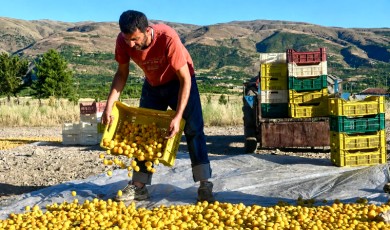 Malatya'da Merakla Beklenen Kayısı İşçi Ücretleri Resmi Olarak Açıklandı