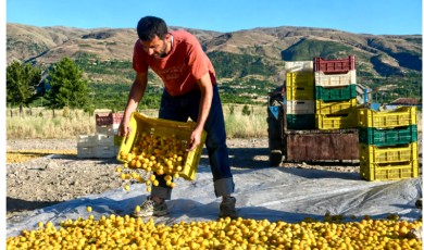 Malatya Kayısısında Tekelleşme İddiası Üreticiyi Zor Durumda Bıraktı