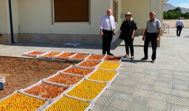 Sürdürülebilir ve Kaliteli Üretim İçin Tarım Ekipleri Sahadaki Hasat Çalışmalarını İnceledi