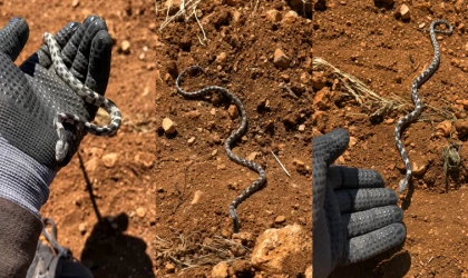 Tarlada Karşılaştığı Yavru Engereği Kedi Gibi Çağırdı