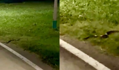 100. Yıl Kent Parkı'nda Görüntülenen Yılan Vatandaşlara Kısa Süreli Korku Yaşattı