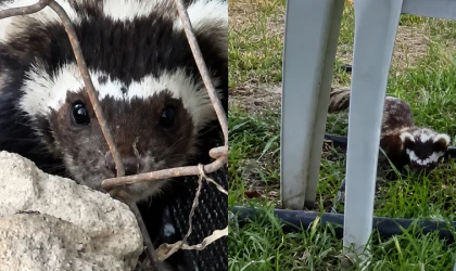 Malatya'da Bahçeye Giren Nadir Alaca Kokarca Cep Telefonu Kamerasına Yansıdı