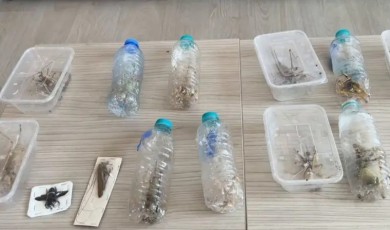 Nemrut Dağı Milli Parkı’nda Biyokaçakçılık Yapan Yabancı Uyruklu Şahıslara Ceza Yağdı
