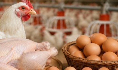 Türkiye Sektörde Rekor Üretim Rakamlarına Ulaştı