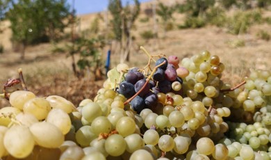 Malatya'da Üzüm Hasadı Başlarken Akademisyenden Önemli Uyarılar Geldi
