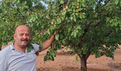 Malatya'nın Kuluncak İlçesinde Eylül Ayının Son Günlerinde Dalından Taze Kayısı Toplanıyor