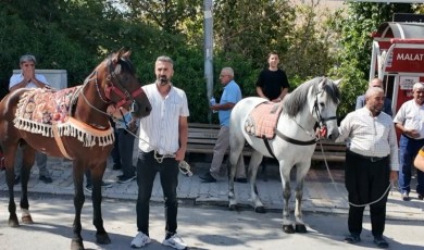 Malatya’nın Şampiyon Atı Kaçkar Yeni Zafer İçin Erzurum’da