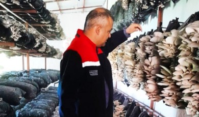 Malatya'da Mantar Üretim Tesisleri Mercek Altına Alındı: Tesislerde Hastalık Çıktı mı?