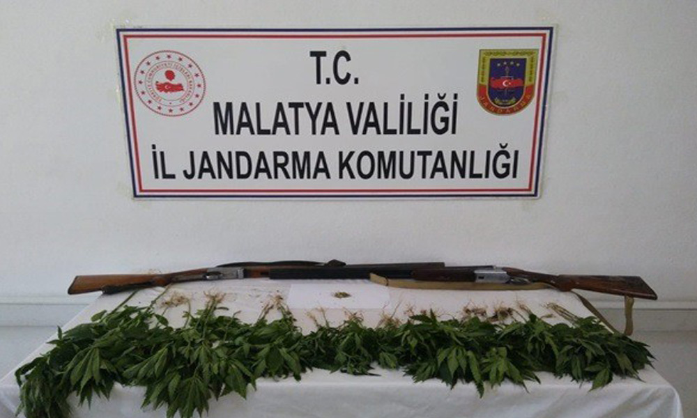 Kayısı bahçesinde kenevir!