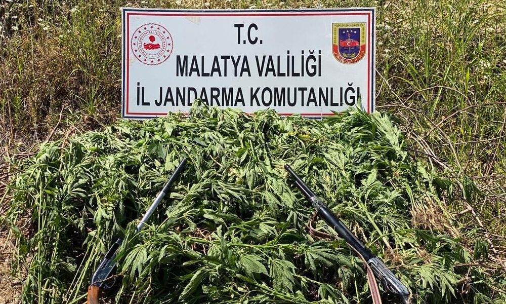 835 kök kenevir bitkisi ele geçirildi
