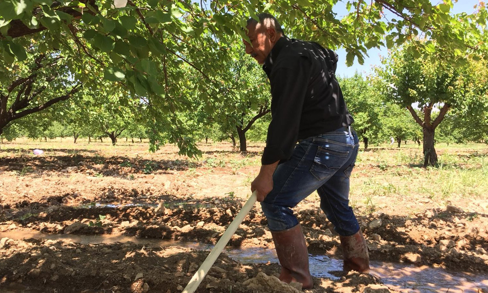 Rekolte tartışmaları sürüyor