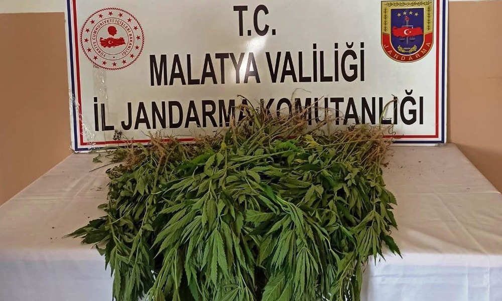 Kenevir ekimine sıkı takip!