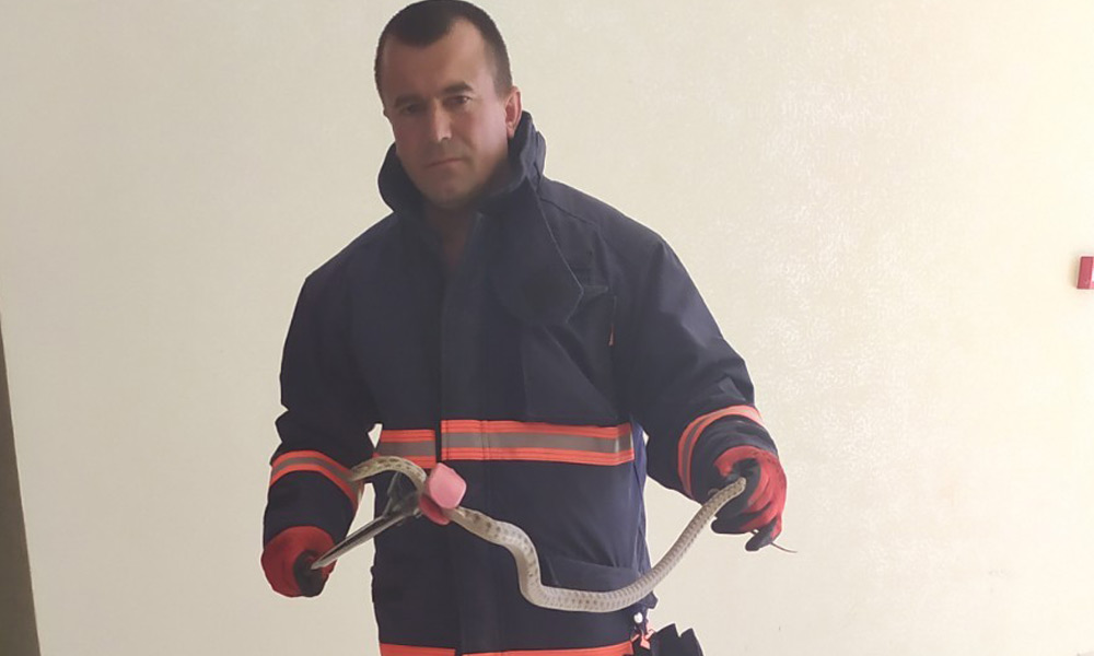 Okulda yılan!