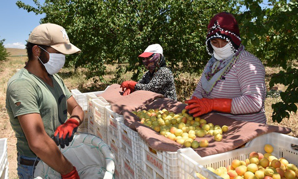 Sarı altında hasat zamanı