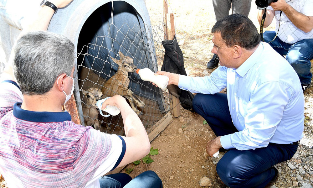 Yavruları sütle beslediler