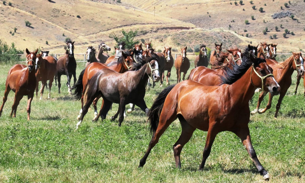 71 Arap tayı Bursa Karacabey’de satılacak